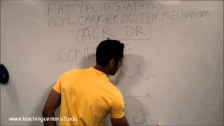 Fatty Acid Synthesis [upl. by Corvese]