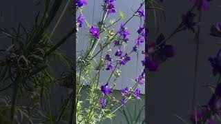 LARKSPUR FLOWER from SEED PURPLE and WHITE [upl. by Anej]