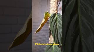 philodendron gigas timelapse [upl. by Opaline]