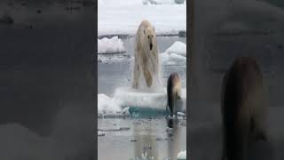 Polar Bear Hunts a Seal Awesome Video [upl. by Notneuq]