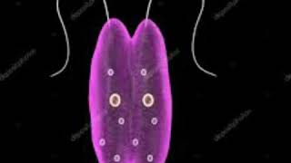 Leishmania protozoa general character in hindi [upl. by Onilecram]