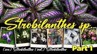 220 STROBILANTHES VARIETIES Part 1  PERSIAN SHIELD  SAMBER LILIN  KEJI BELING  WORLD PLANT ID [upl. by Arron]