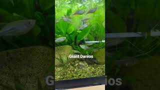 Giant Danio Fish [upl. by Flyn]