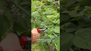 Tips for Pruning Black Raspberries gardentips raspberries [upl. by Nniuqal]