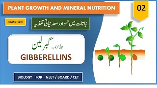 GIBBERELLIN plant growth harmone plant growth in urdu [upl. by Ymereg]