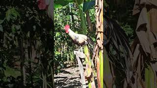 Si onagadori mulai bersinar ayam [upl. by Kehoe]