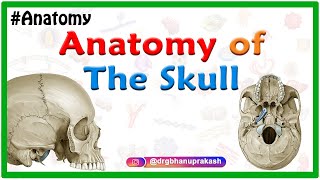 Anatomy of the Skull  Norma Verticalis and Norma Occipitalis [upl. by Nirok]