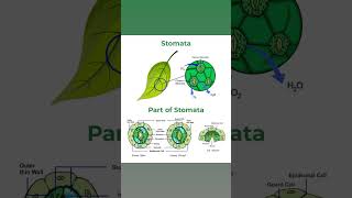 Stomata closing opening parts [upl. by Rabah]