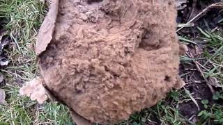 Mature Giant Puffball Calvatia gigantea Auchincruive Ayrshire [upl. by Nylsaj479]