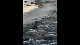 USA Kalifornien Reise 2024  Piedras Blancas Light Station  San Siemeon  California [upl. by Enylorac510]