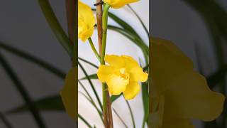 🌞 Une orchidée vitaminée  Cymbidium Midi Shiny Yellow 💛 orchidee plants jardinageintérieur [upl. by Irahc]