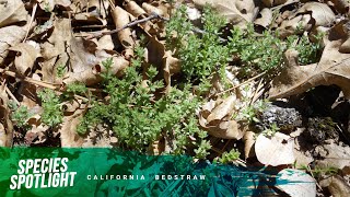 Species Spotlight California Bedstraw [upl. by Garris968]