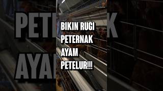 Packing Telur Bikin RUGI PETERNAK AYAM PETELUR [upl. by Eniretac]