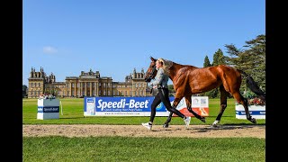 LIVE  Blenheim Palace International Horse Trials  CCI4L Trot Up [upl. by Backer800]