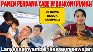 PANEN PERDANA CABE DI BALKONI RUMAH KU LANGSUNG NYAMBEL IKAN ASIN SEWAJAN DI BAWA KE ACARA KUMPUL2 [upl. by Yelehsa275]