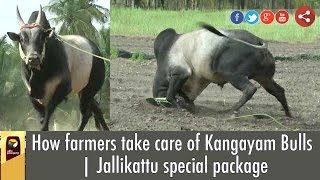 Exclusive Farmer Reveals Unknown Facts of Jallikattu Kangayam Bulls [upl. by Aiahc]