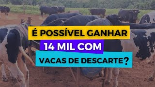 14 mil por mês apenas com vacas de descarte Mito ou verdade [upl. by Zaid]