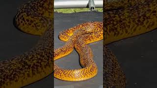 A SERPENTE MAIS TEMIDA DA ÁFRICA shorts viral [upl. by Mussman]