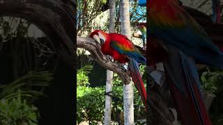 Miami Seaquarium Itchy Parrots [upl. by Ober]