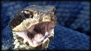 Cottonmouth vs Rattlesnake 01  Animal Fight [upl. by Yecrad]