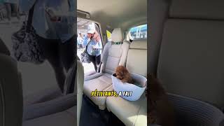 Une surprise émouvante à la gare  un chiot pour leur fille  vidéosémotion [upl. by Ahsaelat191]