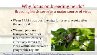 Dr Derald Holtkamp  Development of a PRRS Outbreak Investigations Program [upl. by Llerret]