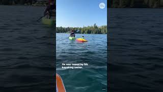 Cat floats on lake with no fear of water Shorts [upl. by Ecirtaemed946]