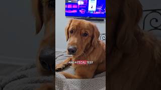 Golden Retrievers HILARIOUS Reaction to Vet Visit [upl. by Omora21]