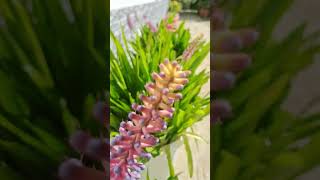 Aechmea started to bloom 🤩🥳💝💖💞💕🫶🫶 aechmeaflowers nature gardenshortvideos nature viralvideos [upl. by Gies87]