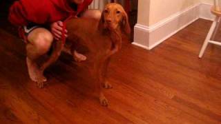 Vizsla Dogs Dilemma Cheeseburger vs Vanilla Ice Cream Cone [upl. by Wetzel]