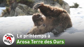 Ambiance printanière à Arosa Terre des Ours  QUATRE PATTES [upl. by Sanez]