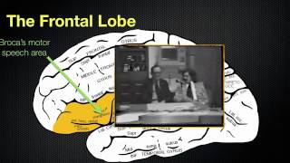 065 The Anatomy and Functions of the Frontal Lobe [upl. by Renner]