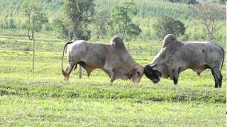 briga de touros fazenda santa rita [upl. by Amasa]