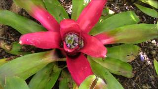 Bromeliad Impressions Planta Brutt Video 7 [upl. by Atnaloj]