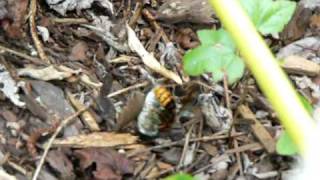 Cicada Beetle amp Cicada Killer Wasp [upl. by Linus]