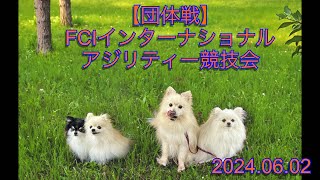 【団体戦】チームポメラニアン FCIインターナショナルアジリティー競技会20240602 [upl. by Ahset376]