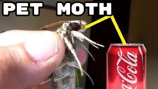 FEEDING Pet Moth What do moths eat Bart Coppens tutorial [upl. by Edniya]