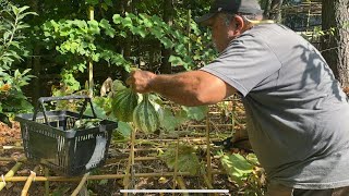 Harvesting My Cushaw Squash amp Prepping For Fall Gardening [upl. by Nelyaw]