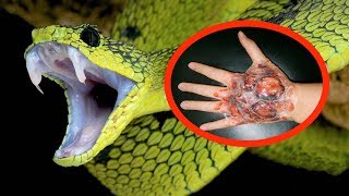 THE MOST VENOMOUS SNAKES In The World [upl. by Sheryle]