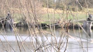 VINEYARDS FISHERY HALFPENNY GREEN NEAR WOMBOURNE STAFFORDSHIRE [upl. by Burnie]