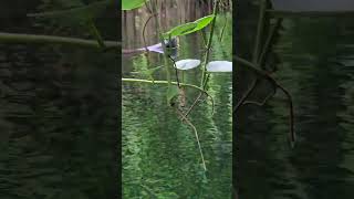 Sunda gharial crocodile chesterzoo [upl. by Ynohtnakram]