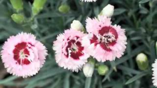 Best Perennials  Dianthus Raspberry Surprise Garden Pinks [upl. by Avera]