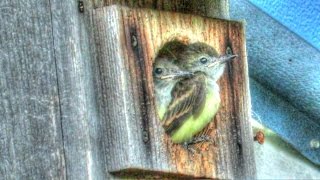 Great Crested Flycatcher Babies Fly the Nest  A Documentary [upl. by Imar]