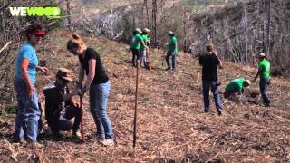 WeWOOD  Mountain Communities Wildfire ReLeaf Project Long Video [upl. by Jarus]