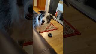 Zoey the Border Collie doesnt like my cello bordercollie [upl. by Niwrek]