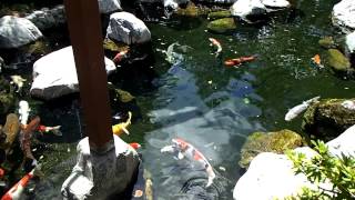 OUTRAGEOUS KOI POND at Balboa park GIGANTIC KOI CRYSTAL CLEAR WATER [upl. by Claman456]