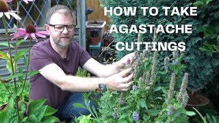 How to take Agastache Cuttings  Easy Agastache Hyssop Propagation  New Plants for Free [upl. by Okiram900]