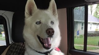 Siberian Husky Facts  What to Expect Owning a Siberian Husky [upl. by Miranda]