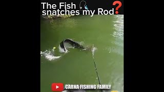 😨 Fish snatches my ROD  catfish silure shorts [upl. by Merilyn]