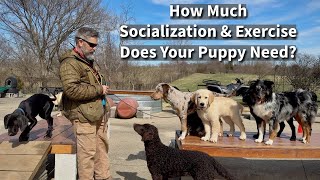 How Much Exercise and Socialization Does Your Puppy Need [upl. by Yerac]